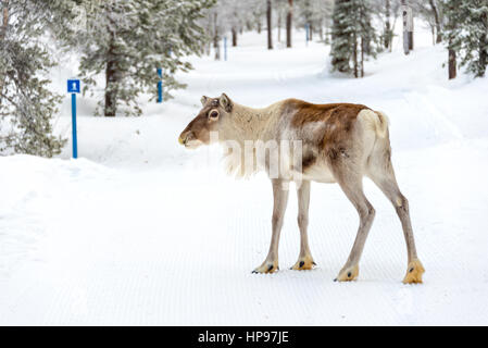 Les jeunes rennes dans la forêt en hiver, Laponie, Finlande Banque D'Images