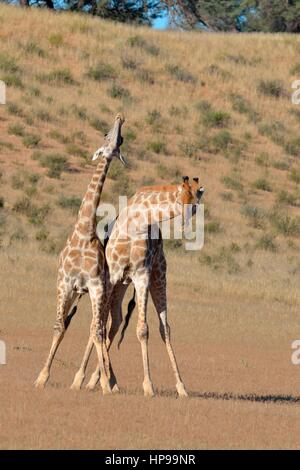 Les girafes de l'Afrique du Sud (Giraffa camelopardalis giraffa), deux combats de taureaux, Kgalagadi Transfrontier Park, Northern Cape, Afrique du Sud, l'Afrique Banque D'Images