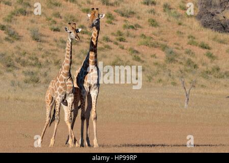 Les girafes de l'Afrique du Sud (Giraffa camelopardalis giraffa), deux taureaux dans la lutte contre la position, Kgalagadi Transfrontier Park, Northern Cape, Afrique du Sud Banque D'Images