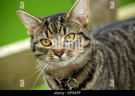 Les jeunes chatons tabby cat 9 mois camouflé dans le contexte d'un jardin Banque D'Images