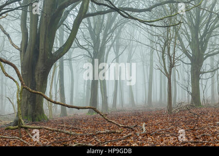 Foggy journée d'hiver de Iken Forêt, Parc National des South Downs, East Sussex, Angleterre. Banque D'Images