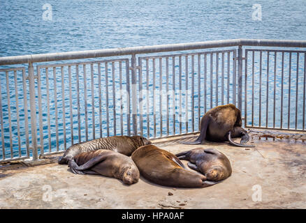 Les phoques de dormir dans le soleil dans un enclos au Victoria and Alfred Waterfront à Cape Town, Afrique du Sud Banque D'Images