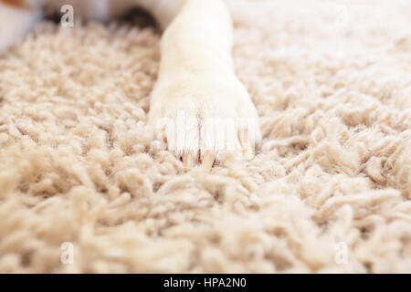 Chien blanc moelleux tapis soft patte sur close up Banque D'Images