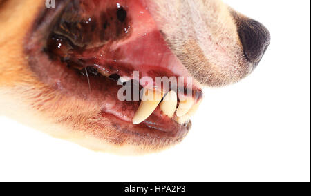 Les dents de chien de près. Dents Beagle isolé sur fond blanc. Les dents de chien jaune problème. Banque D'Images