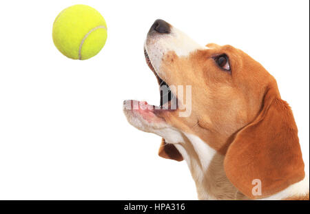 Close up of dog Playing with ball. Balle de tennis captures Beagle isolé sur fond blanc. Chien Beagle catch ball libre. Banque D'Images