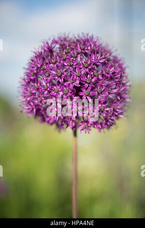 L'allium en fleur dans un jardin anglais Banque D'Images