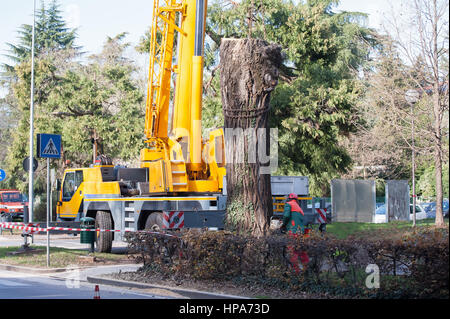 Couper un grand arbre dans une ville. L'entretien du citoyen vert. Banque D'Images