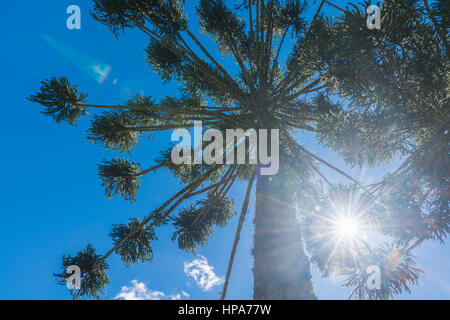 Pin, l'Araucaria, dans la Serra da Mantiqueira, Minas Gerais, Brésil, Amérique du Sud Banque D'Images