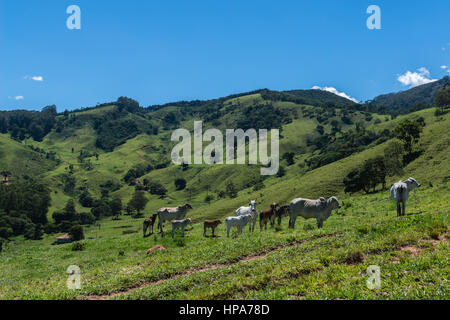 Serra da Mantiqeuira, landcape montagneux entre Monte Verde et de Camanducaia, Minas Gerais, Brésil, Amérique du Sud Banque D'Images