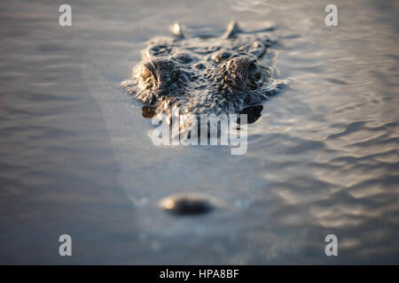 Un crocodile américain furtif se trouve juste sous la surface d'un lagon au large du Belize. Ces grands carnivores sont potentiellement dangereux. Banque D'Images