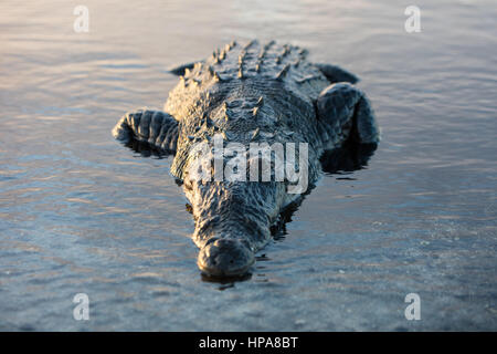 Un crocodile américain furtif se trouve juste sous la surface d'un lagon au large du Belize. Ces grands carnivores sont potentiellement dangereux. Banque D'Images