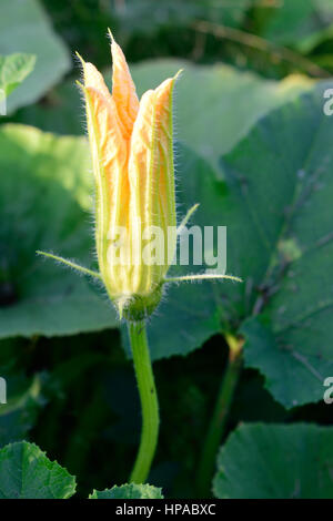 Fleur de citrouille dans jardin Banque D'Images