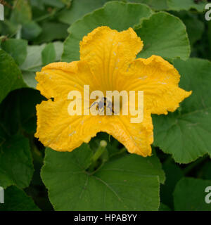 La collecte du pollen d'abeille de miel de fleur de courge Banque D'Images