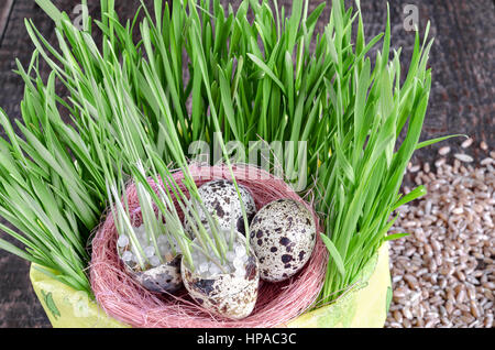 Nid avec des oeufs de cailles dans un pot avec de l'herbe Banque D'Images