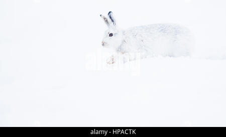 Lièvre variable (Lepus timidus) s'exécutant dans la neige, le manteau d'hiver, parc national des Cairngroms, Highlands, Scotland Banque D'Images