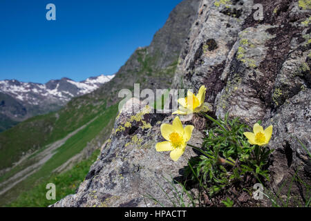 Pasqueflower Pulsatilla alpina (jaune) sur la roche, Pflerschertal, province du Trentin, Province du Tyrol du Sud, Italie Banque D'Images