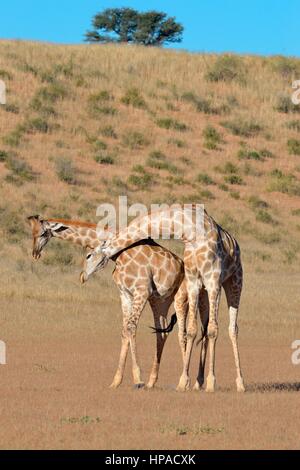 Les girafes de l'Afrique du Sud (Giraffa camelopardalis giraffa), deux combats de taureaux, Kgalagadi Transfrontier Park, Northern Cape Banque D'Images