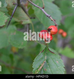 L'aubépine (Crataegus) fruits d'automne Banque D'Images