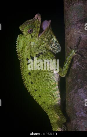 Un Anglehead la Doria colorés de lézard dans la forêt la nuit dans, Sarawak, Summit Pinehurst Golf & Country Club est de la Malaisie, Bornéo Banque D'Images