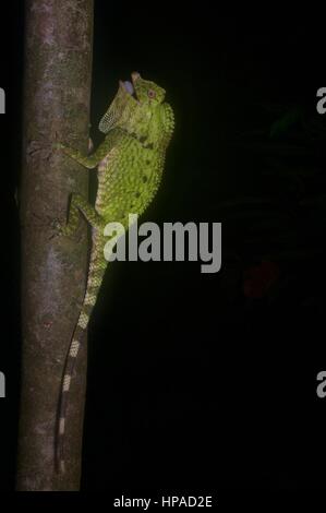 Un Anglehead la Doria colorés de lézard dans la forêt la nuit dans, Sarawak, Summit Pinehurst Golf & Country Club est de la Malaisie, Bornéo Banque D'Images