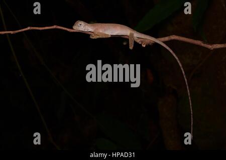 Un Earless sombre des ruisseaux (Aphaniotis fusca) se reposant dans la forêt tropicale de Malaisie dans la nuit Banque D'Images