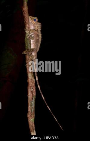 Un homme adulte aux yeux Bleu Lézard (Gonocephalus liogaster Forêt) dans la forêt la nuit dans la péninsule de Summit Pinehurst Golf & Country Club, Sarawak, l'Est de la Malaisie, Bornéo Banque D'Images