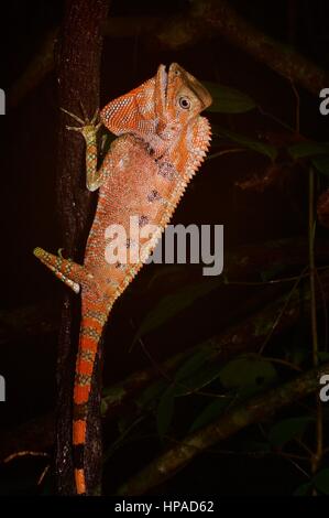 Un Anglehead la Doria colorés de lézard dans la forêt la nuit dans, Sarawak, Summit Pinehurst Golf & Country Club est de la Malaisie, Bornéo Banque D'Images