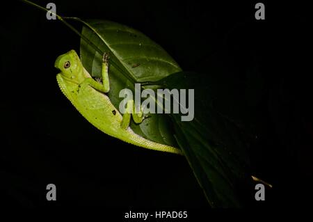 Un Anglehead la Doria colorés de lézard dans la forêt la nuit dans, Sarawak, Summit Pinehurst Golf & Country Club est de la Malaisie, Bornéo Banque D'Images