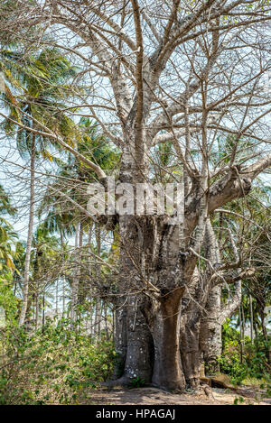 Un vieux baobab, Kizimkazi Dimbani village, Zanzibar, Tanzanie Banque D'Images