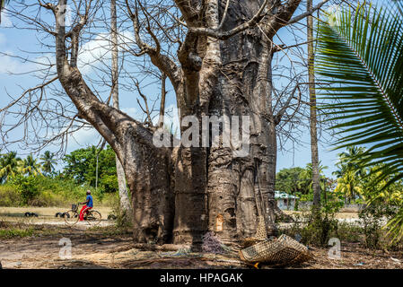 Les pièces tissées paniers pour près d'un vieux baobab en Kizimkazi Dimbani village, Zanzibar, Tanzanie Banque D'Images