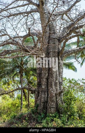 Un vieux baobab, Kizimkazi Dimbani village, Zanzibar, Tanzanie Banque D'Images