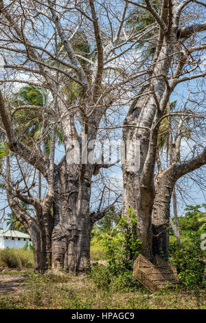 Panier à la main tissé près d'un vieux baobab en Kizimkazi Dimbani village, Zanzibar, Tanzanie Banque D'Images