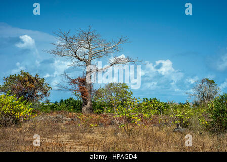 Un vieux baobab, Kizimkazi Dimbani village, Zanzibar, Tanzanie Banque D'Images