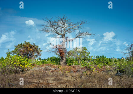 Un vieux baobab, Kizimkazi Dimbani village, Zanzibar, Tanzanie Banque D'Images