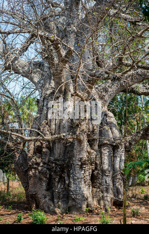 Un vieux baobab, Kizimkazi Dimbani village, Zanzibar, Tanzanie Banque D'Images