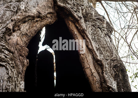 Un gros trou dans le baobab, village de Kizimkazi Dimbani, Zanzibar, Tanzanie Banque D'Images