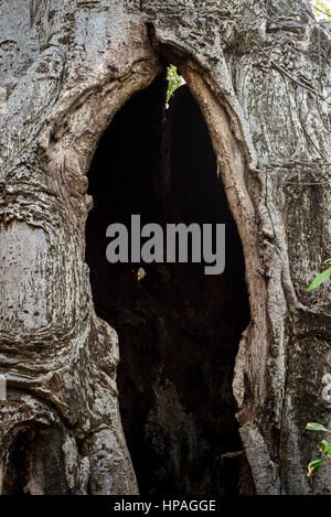 Un gros trou dans le baobab, village de Kizimkazi Dimbani, Zanzibar, Tanzanie Banque D'Images