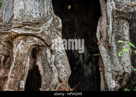 Un gros trou dans le baobab, village de Kizimkazi Dimbani, Zanzibar, Tanzanie Banque D'Images