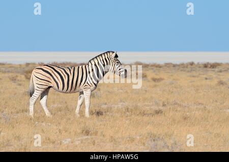 Le zèbre de Burchell (Equus quagga burchellii), Etosha salt pan au retour, Etosha National Park, Namibie, Afrique Banque D'Images