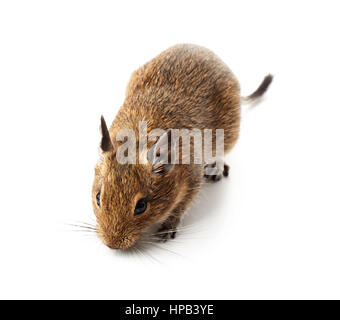 Les jeunes animaux de degu souris isolé sur fond blanc Banque D'Images