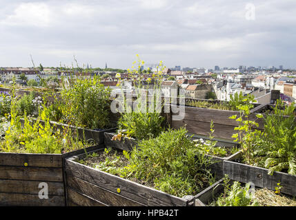 Gaertnern urbanes auf einem hochhaus, Berlin, la brd Banque D'Images