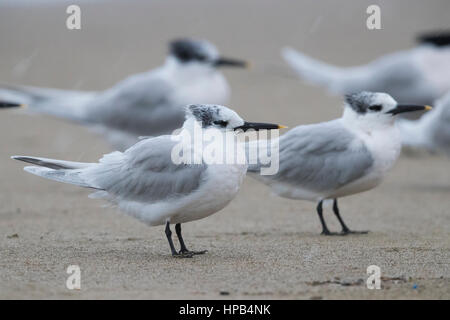 Sterne caugek (Thalasseus sandvicensis), troupeau, reposant sur une plage sous la pluie légère Banque D'Images