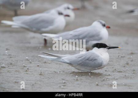 Sterne caugek (Thalasseus sandvicensis), adulte au repos dans les eaux peu profondes avec les goélands de la Méditerranée Banque D'Images