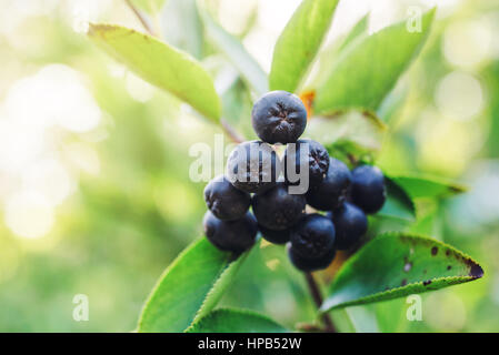 Aronia melanocarpa baies mûres sur la branche dans le verger, selective focus Banque D'Images