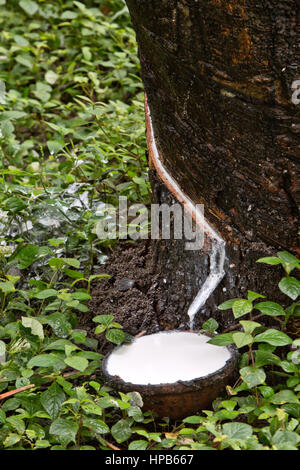 Latex blanc dégoulinant de SAP dans l'incision récupération, la moitié de l'incision en spirale, "Hevea brasiliensis" . Plantation de caoutchouc para. Banque D'Images