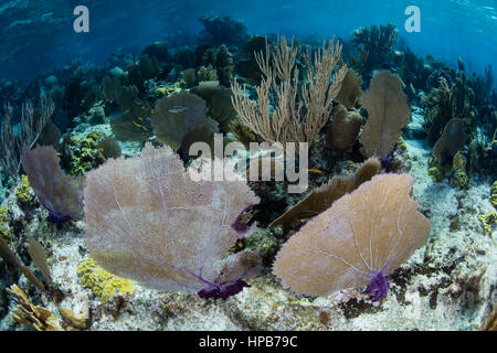 La santé des récifs de corail se développe au large du Belize dans la mer des Caraïbes. Banque D'Images