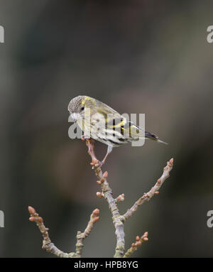 Tarin des pins (Carduelis spinus) sur une branche, l'hiver, le Pays de Galles, 2017 Banque D'Images