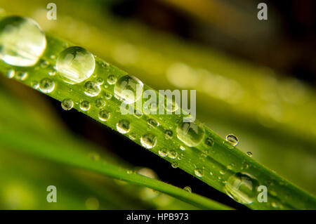 Les gouttelettes d'eau sur un brin d'herbe Banque D'Images