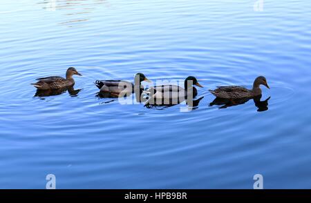 Canards nageant dans un étang. Banque D'Images