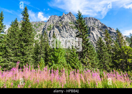 Vue d'été pittoresque des montagnes Tatras près de Stary Smokovec village, Parc National des Tatras, en Slovaquie. Journée ensoleillée Banque D'Images